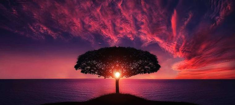 tree